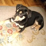 Hugo